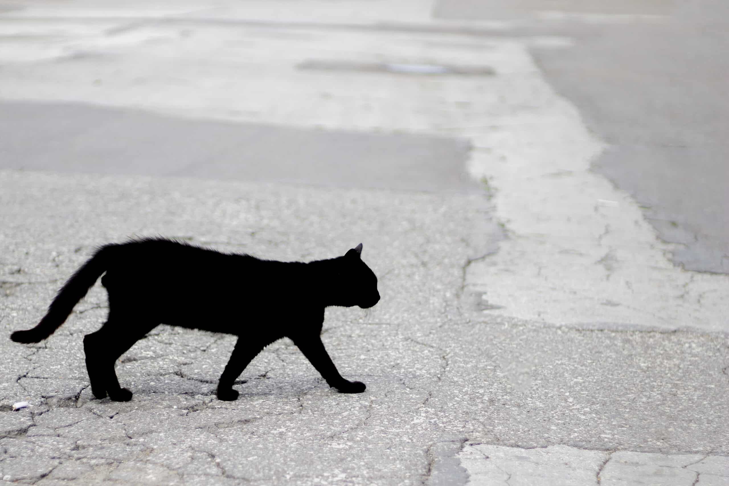 К несчастью часть. Белая кошка перебежала дорогу. Чёрная кошка перебежала дорогу. Кошка перебежала дорогу. Черный кот примета.